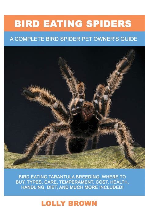 Buy Bird Eating Spiders: Bird Eating Tarantula breeding, where to buy ...