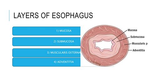Layers Of Oesophagus