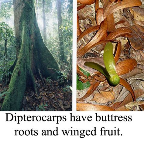 Rainforest Tree Types 的图像结果