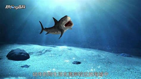 地球史上牙齒最長的鯊魚，咬合力比霸王龍還大，是否還存活是個謎 - 每日頭條