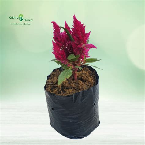 Cockscomb Plant - Pink Flower