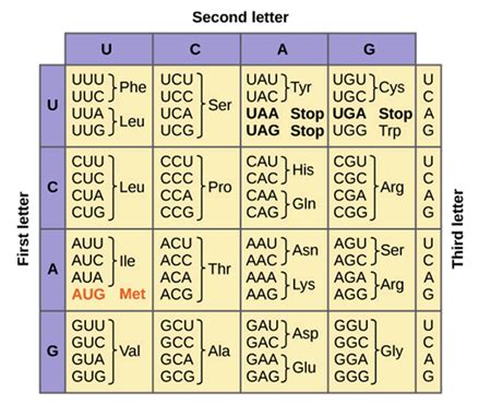 How to Read Genetic Code Table 的图像结果