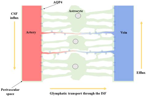 Research Evidence of the Role of the Glymphatic System and Its ...