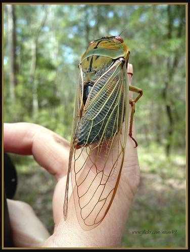 ЦИКАДЫ (Cicadidae)
