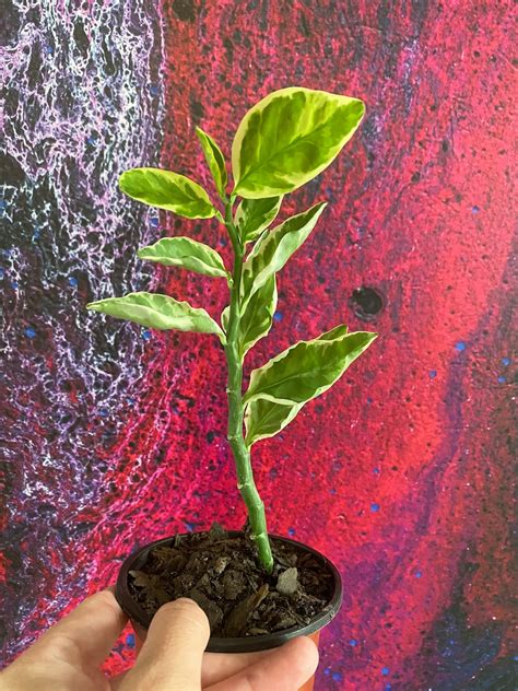 Variegated Devil’s Backbone Plant - Euphorbia Tithymaloides ...