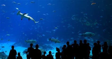 Image result for Shark Week 2016