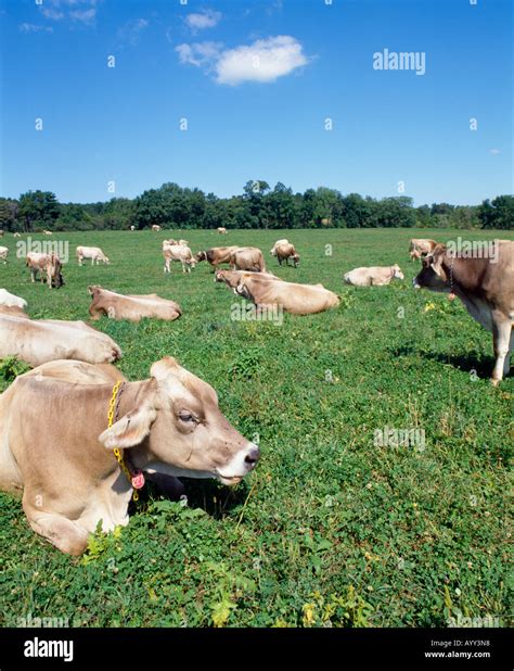 BROWN SWISS COWS PENNSYLVANIA Stock Photo - Alamy