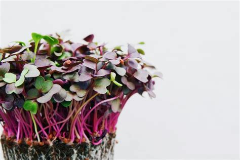 Cress