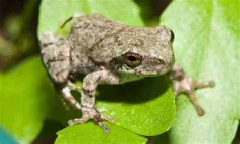 Florida Tree Frogs 的图像结果