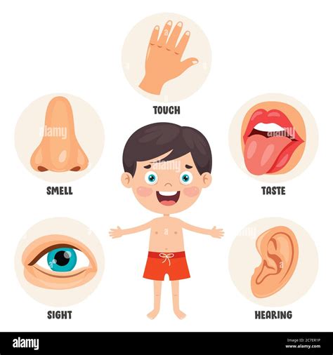 Five senses illustration hi-res stock photography and images - Alamy