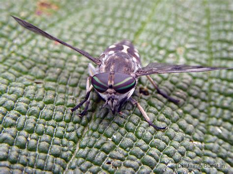 Insectos del Ecuador