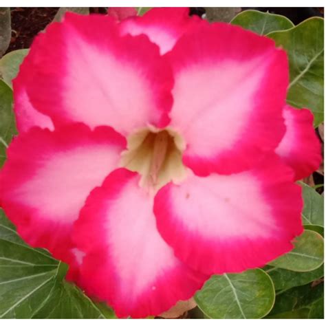 Adenium R147 – Plant Orbit