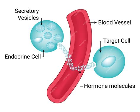 Premium Vector | Secretory vesicles blood vessel target cell hormone ...