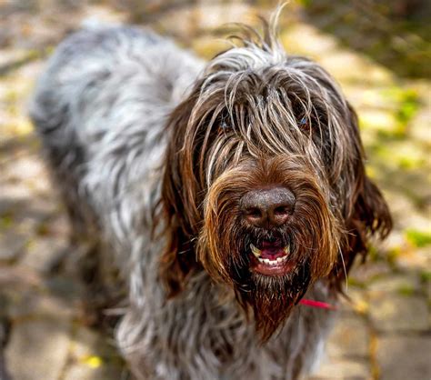 Wirehaired Pointing Griffon Dog Breed Information and Characteristics