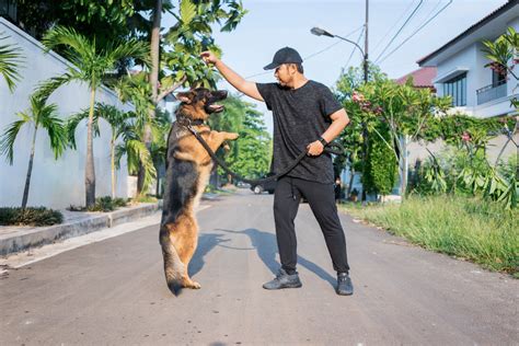 Image result for Dog training Methods