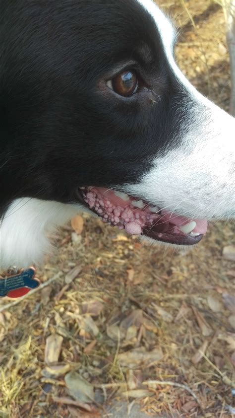 How Long Does It Take For Canine Papilloma To Go Away