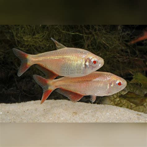 Gold Buenos Aires Tetra (Hyphessobrycon anisitsi)