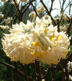 fiore di san giuseppe vivai soldi fiore di san giuseppe vivai soldi