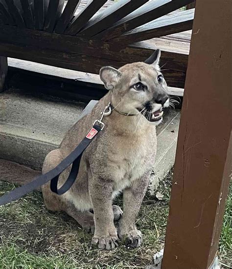Pet Mountain Lion