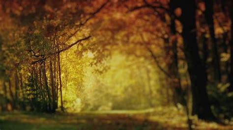 Image result for Fall Background Motion Loop