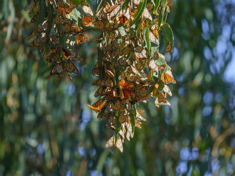 Where to Witness Western Monarch Butterflies in California's State ...