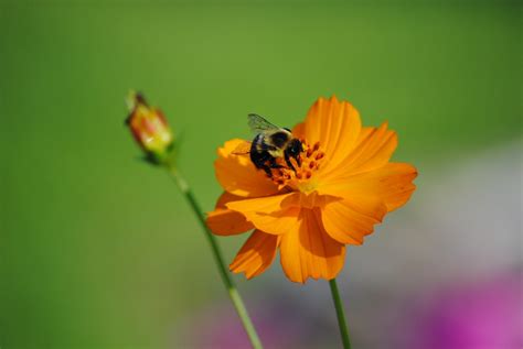 Image result for Quest Computer Bee