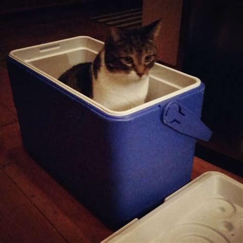 Free Cat Traps 的图像结果