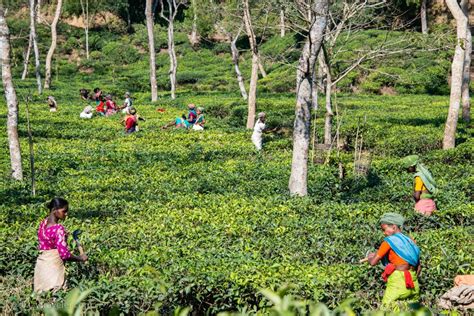 Shatgaon Tea Estate 1