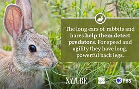 Image result for Rabbit Facts for Preschoolers