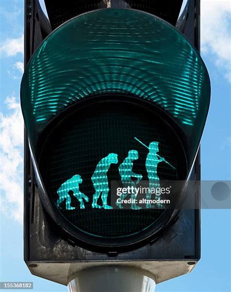 Image result for Chimpanzee Using Tools