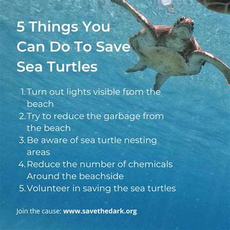 Sea Turtle Fun Facts 的图像结果