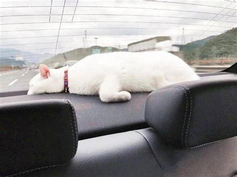 开车压死猫，为什么让人心神不宁？