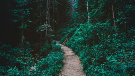 Wallpaper forest, path, trees hd, picture, image