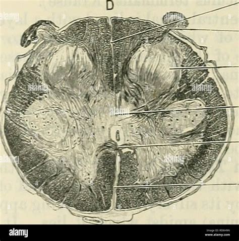 . Cunningham's Text-book of anatomy. Anatomy. Posterior median septum ...