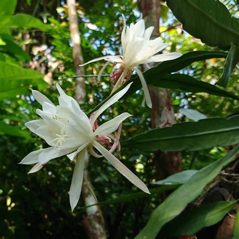 Epiphyllum Oxypetalum - Night Blooming Orchid Cactus – Easy To Grow Bulbs