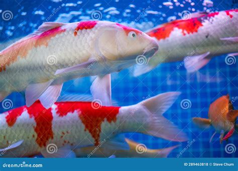 Close-up of Big Koi Raised in Fish Tank Stock Photo - Image of color ...