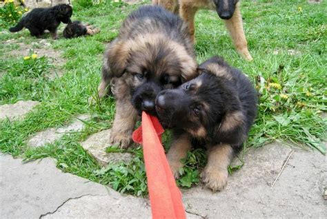 Toxocarose, dirofilariose… Pourquoi est-ce utile de vermifuger son ...