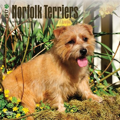 Buy Norfolk Terriers 2017 Calendar Book Online at Low Prices in India ...