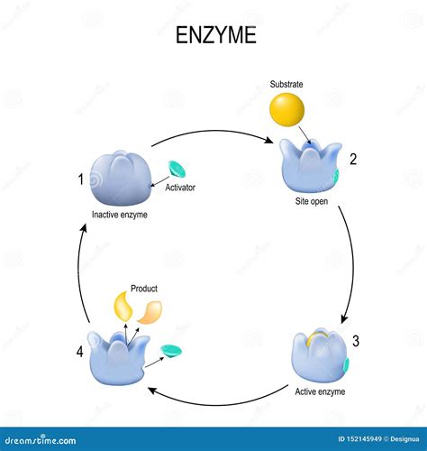 Enzyme Activity Process 的图像结果