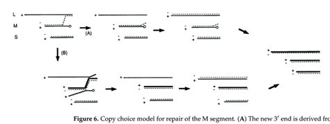 Image result for Copy a Segment