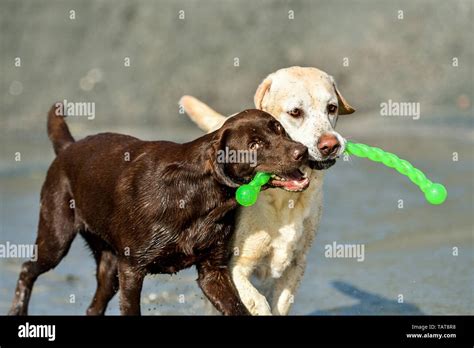 Image result for 2 Labrador Retriever