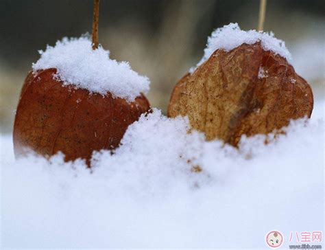 大雪节气祝福语句发朋友圈，最能打动人心的暖心问候 - 知乎