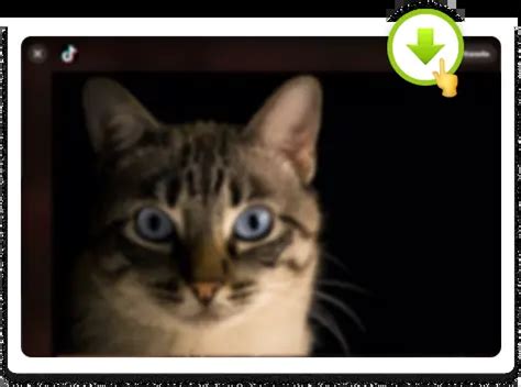 Savefrom Internet 的图像结果