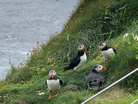 KITTYWAKE TOURS (Lerwick) - 2022 What to Know Before You Go