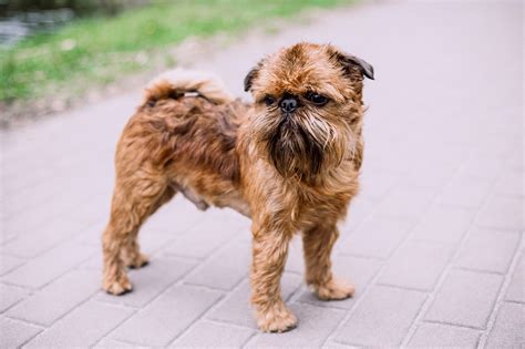 Brussels Griffon Pup Brussels Griffon Hi Res Stock Photography And
