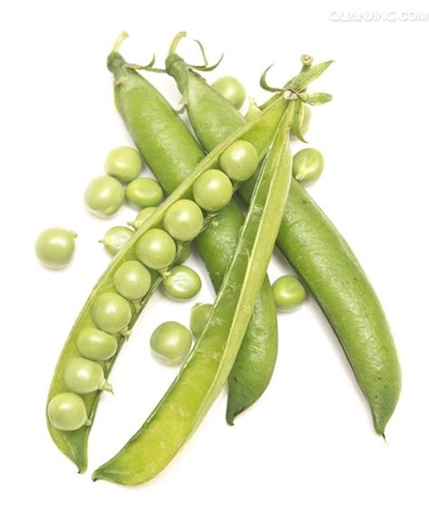 豌豆可以生吃吗-豌豆可以生吃吗,豌豆,可以,生吃,吗 - 早旭经验网