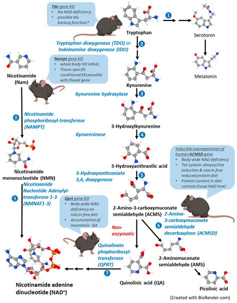 Beyond Pellagra—Research Models and Strategies Addressing the Enduring ...