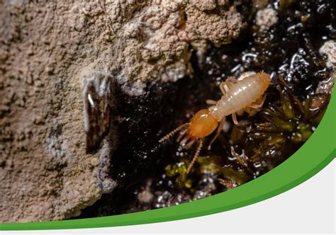 Image result for Termite Update