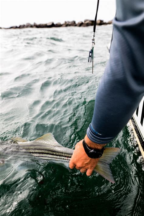 Image result for Catching Big Fish Tips