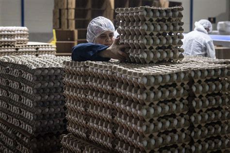 US turns to Russia for chicken eggs for the first time in 32 years ...